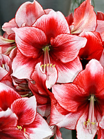 Amaryllis Temptation