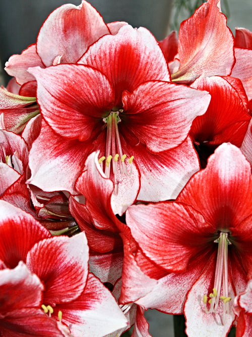 rote und weiße Amaryllis