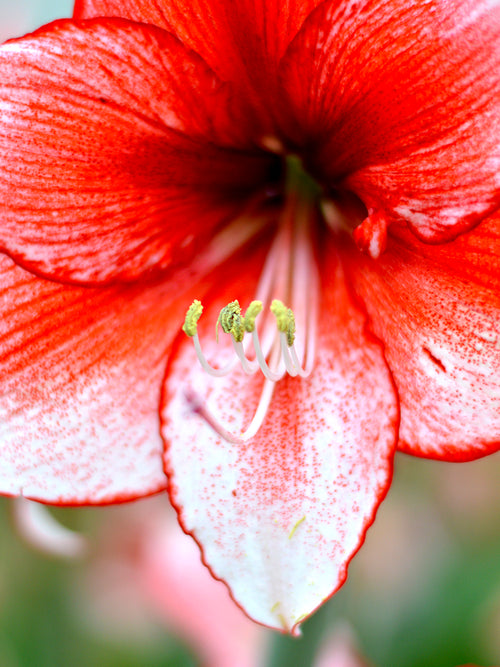 rote und weiße Amaryllis