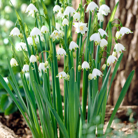 Elite Blumenzwiebeln Leucojum aestivum 'Gravetye Giant' – Sommer-Knotenblume