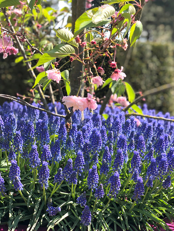 Muscari Armeniacum (Armenische Traubenhyazinthe)