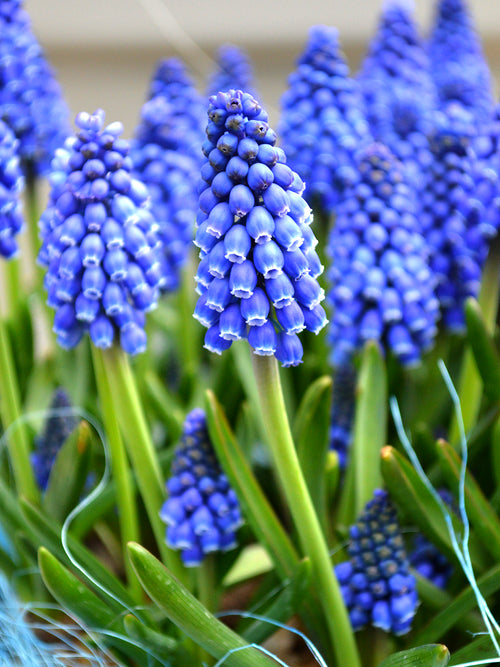 Traubenhyazinthe Muscari armeniacum