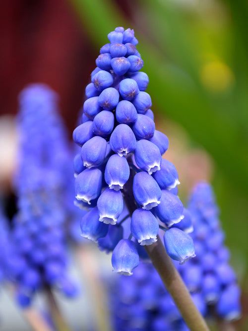 Muscari armeniacum - Traubenhyazinthe