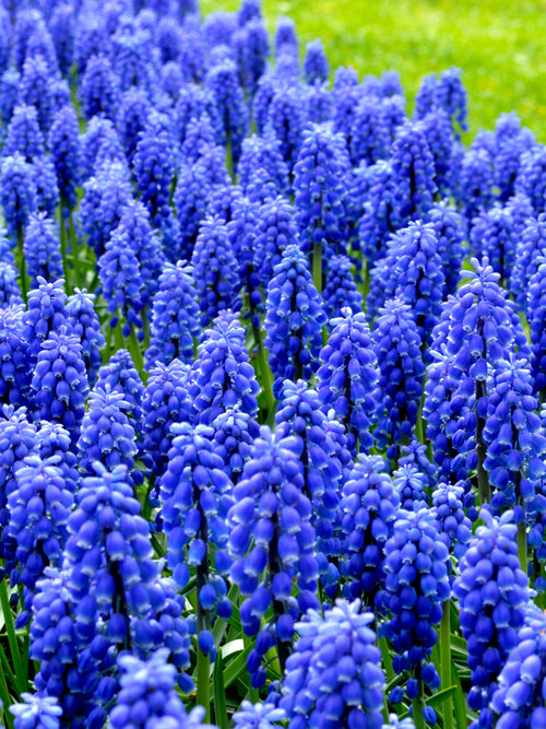 Muscari armeniacum - Traubenhyazinthe