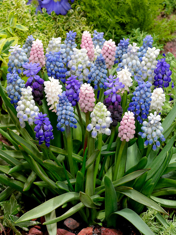 Traubenhyazinthe Muscari guenstig Kaufen