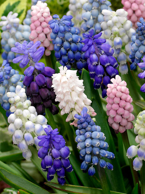 Muscari Magic Mischung - Muscari Blumenzwiebeln