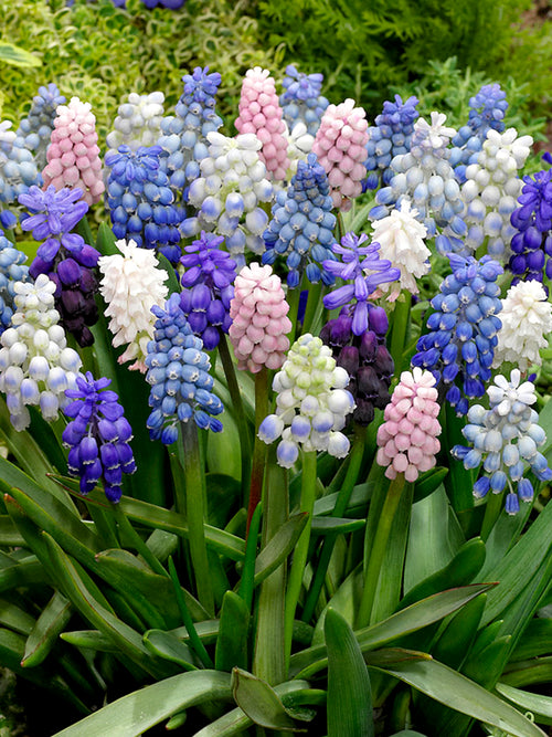 Traubenhyazinthe Muscari guenstig Kaufen