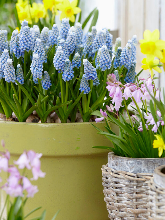 Muscari Ocean Magic (Traubenhyazinthen) kaufen