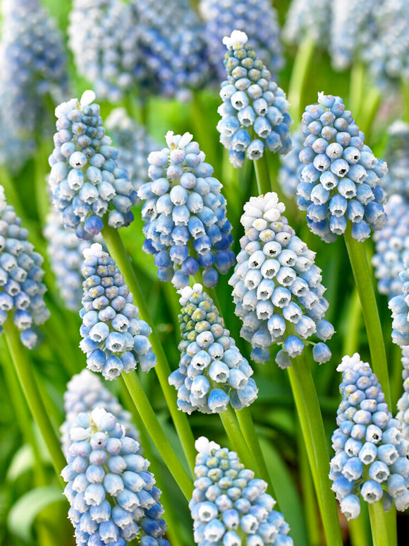 Muscari Ocean Magic (Traubenhyazinthen)