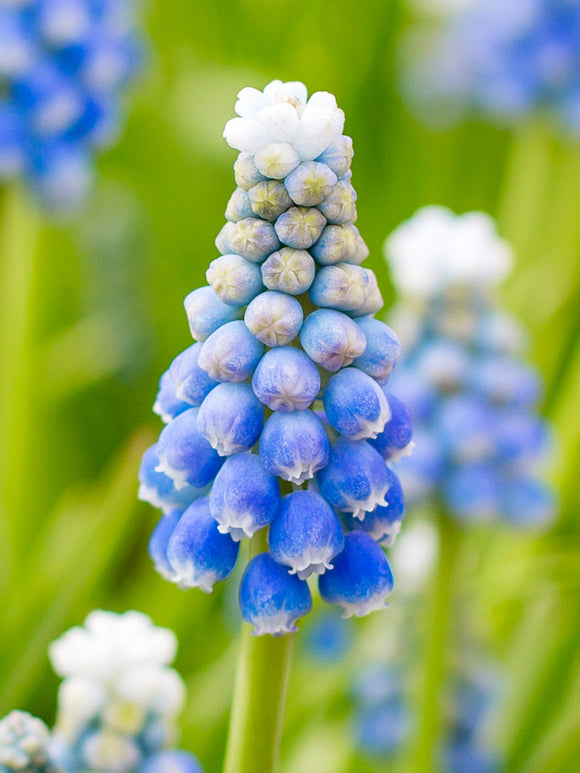 Traubenhyazinthe Ocean Magic (Muscari)