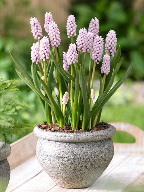 Muscari, Traubenhyazinte 'Pink Sunrise'