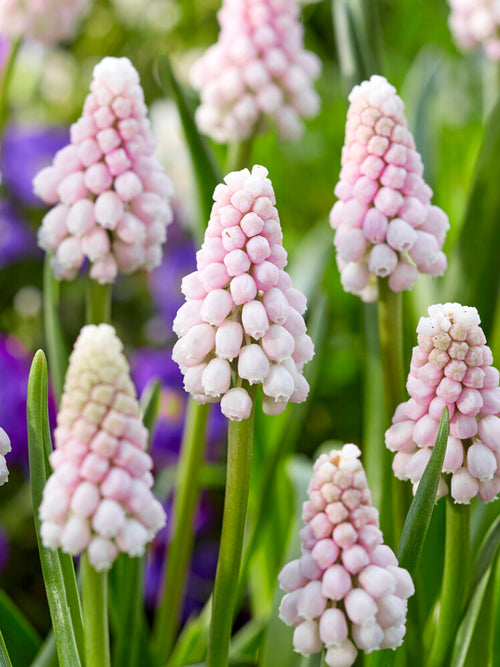 Traubenhyazinthe Pink Sunrise (Muscari)