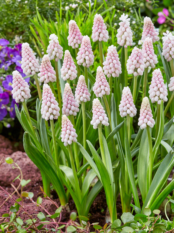 Muscari 'Pink Sunrise' (Kleine Traubenhyazinthe) kaufen