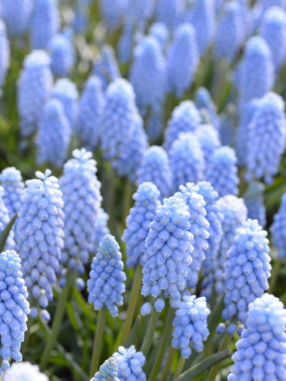 Muscari Valerie Finnis (Grape Hyacinth)