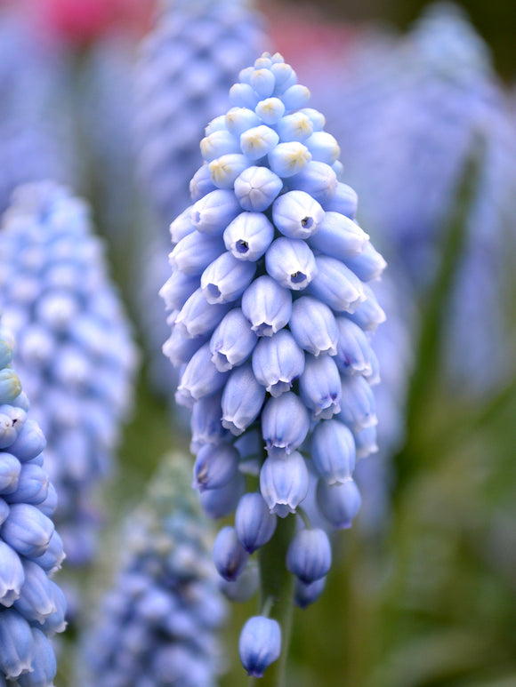 Traubenhyazinthe Valerie Finnis (Muscari)