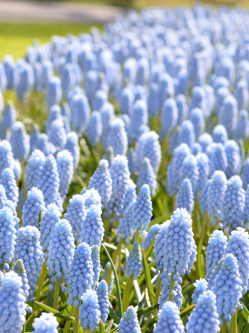 Traubenhyazinthe (Muscari) 'Valerie Finnis' | Blumenzwiebeln