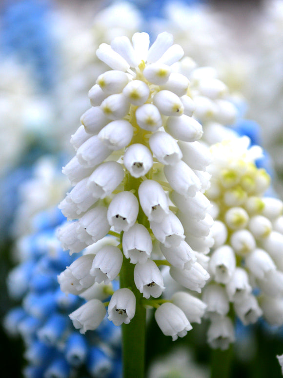 Traubenhyazinthe ‚White Magic‘ (Muscari)