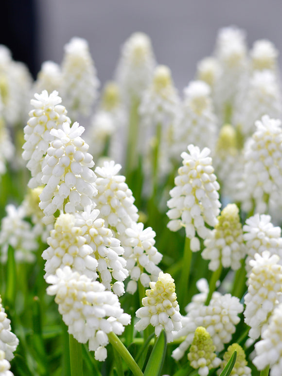 Muscari aucheri 'White Magic' (Traubenhyazinthe) kaufen