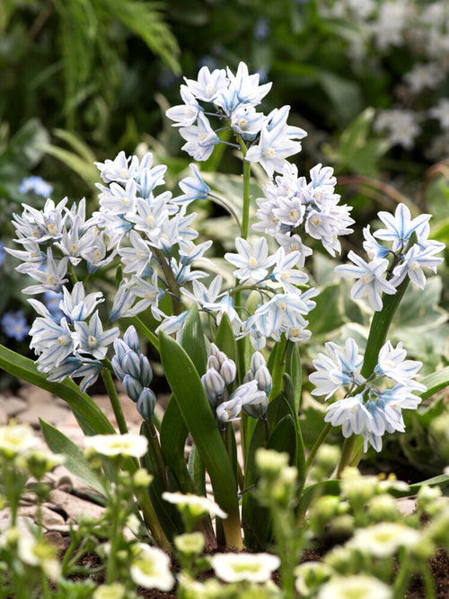 Puschkinia Libanotica (Gestreifter Blaustern)