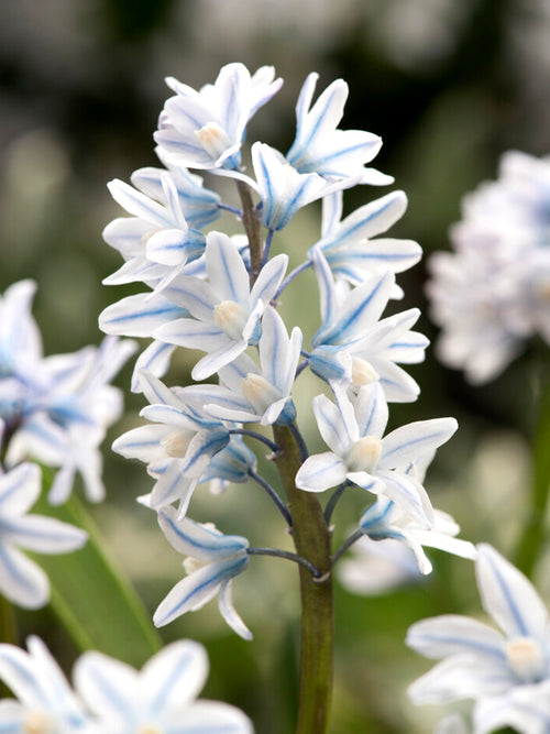 Gestreifter Blaustern Blumenzwiebeln