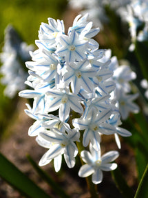 Puschkinia Libanotica (Gestreifter Blaustern)