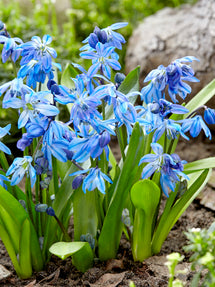 Scilla Siberica (Sibirischer Blaustern)