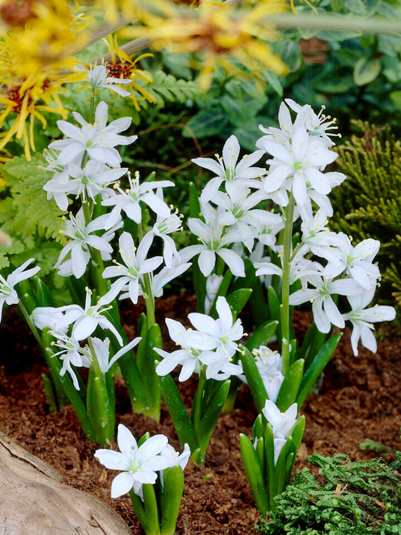 Scilla Tubergeniana (Weißer Blaustern)