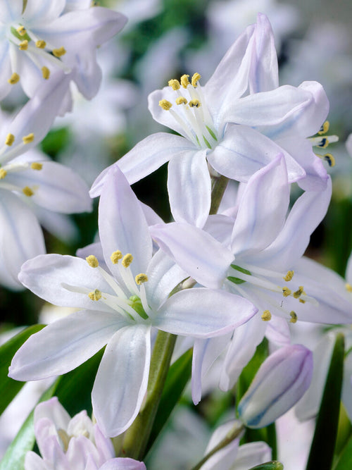 Blaustern kaufen (Weiss Scilla) - Blumenzwiebeln