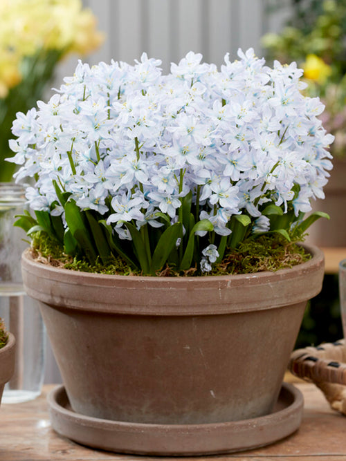 Scilla | Blausternchen kaufen | Blumenzwiebelversand