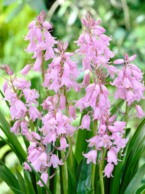 Spanische Hasenglöckchen ‚Dainty Maid Pink‘ blumenzwiebeln