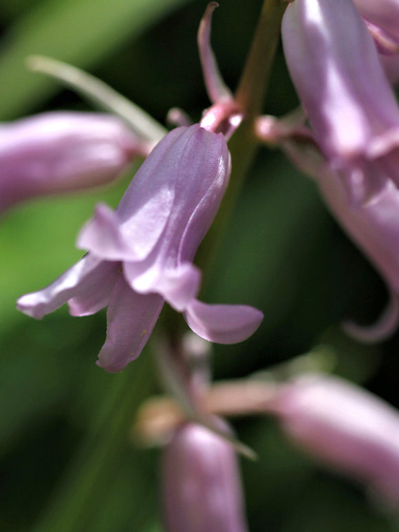 Spanische Hasenglöckchen ‚Dainty Maid Pink‘ blumenzwiebeln