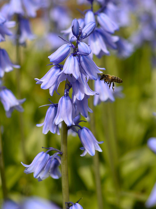 Blumenzwiebeln Spanisches Hasenglöckchen ‚Excelsior Blue‘