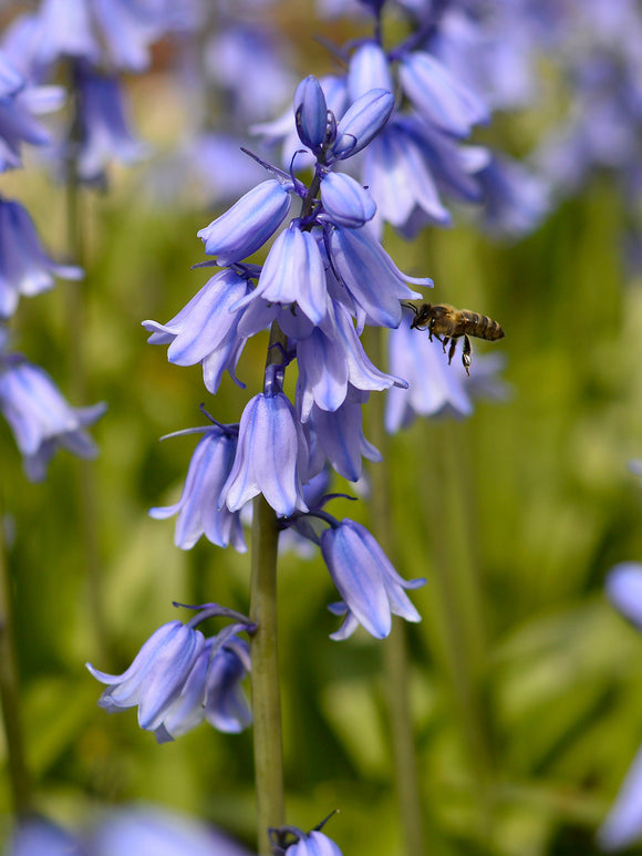 Blumenzwiebeln Spanisches Hasenglöckchen ‚Excelsior Blue‘