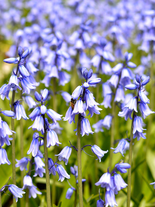 Zwiebeln Spanisches Hasenglöckchen ‚Excelsior Blue‘