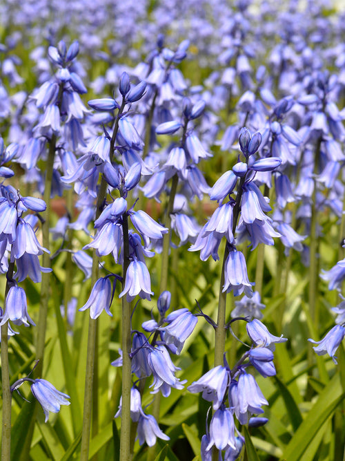 Spanisches Hasenglöckchen ‚Excelsior Blue‘ Bestellen Zwiebeln