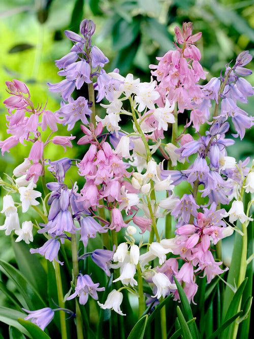 Blumenzwiebelmischung des Spanischen Hasenglöckchens