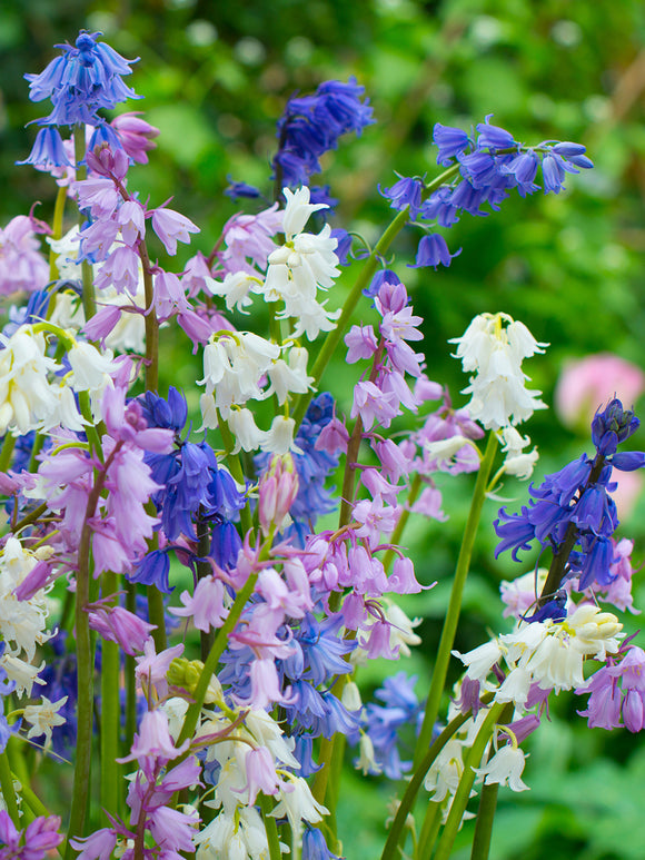 Blumenzwiebelmischung des Spanischen Hasenglöckchens