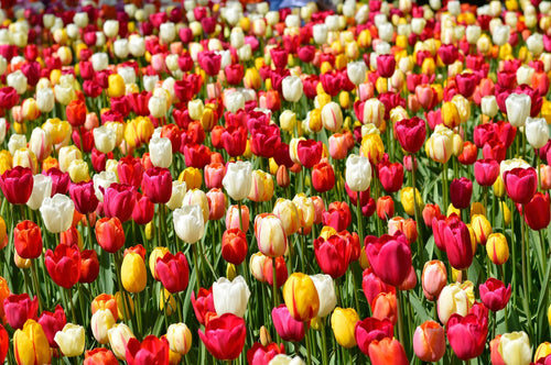Einfache späte Tulpen Mischung