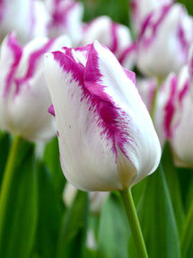 Tulpe Affaire