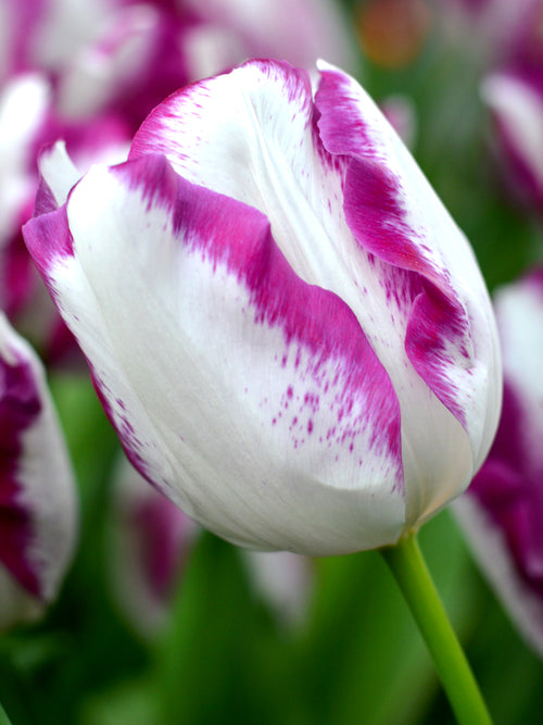 Tulpen Affaire Bestellen aus Holland