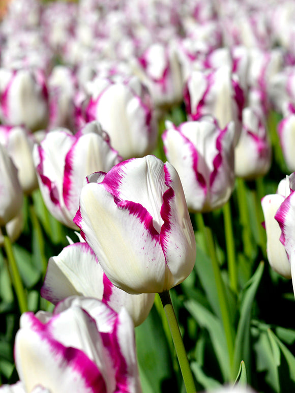 Tulip Affaire Tulpenzwiebeln