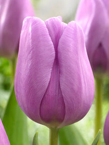 Tulpe Alibi