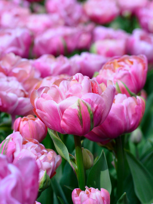 Tulpe Amazing Grace