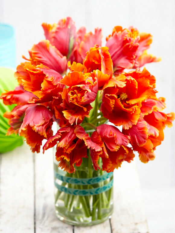 Papageien-Tulpe 'Amazing Parrot'