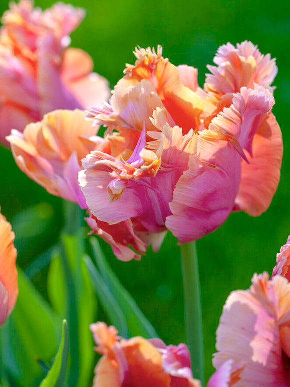 Papageien-Tulpe 'Amazing Parrot'