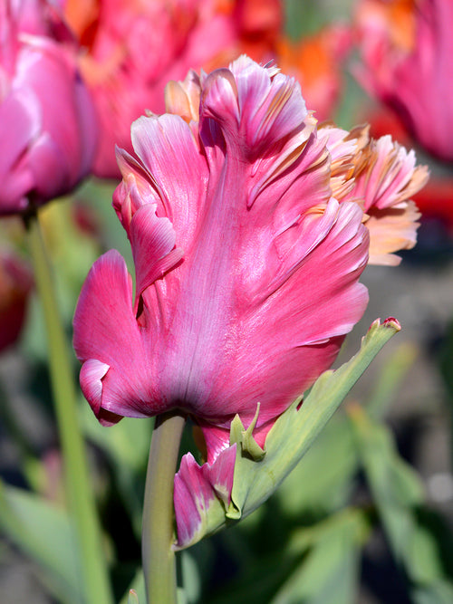 Papageien-Tulpe 'Amazing Parrot'