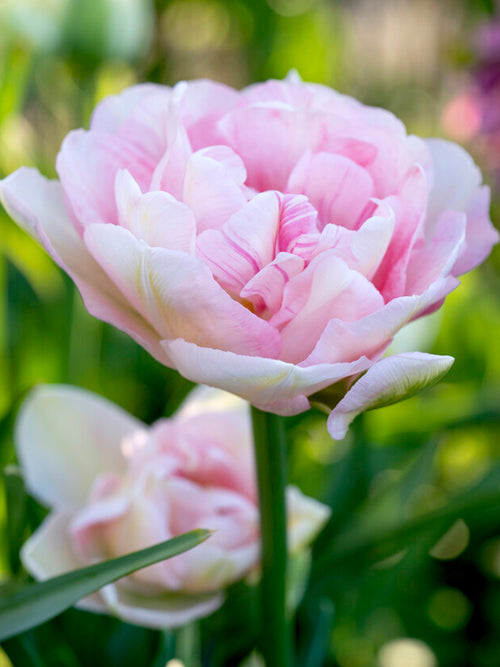 Tulpe Angelique kaufen