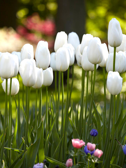 Tulpe Angel's Wish