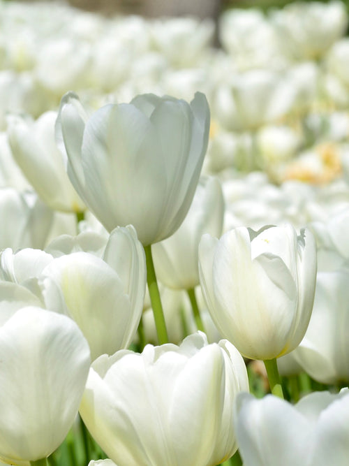Tulpe Angel's Wish blumenzwiebeln