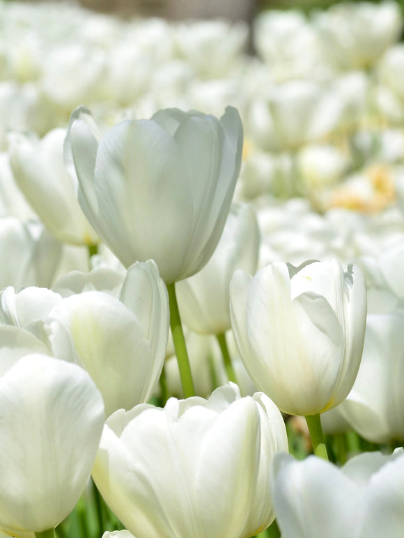 Tulpe Angel's Wish blumenzwiebeln